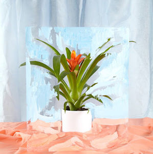 Meet your Posher, Nevayahhere